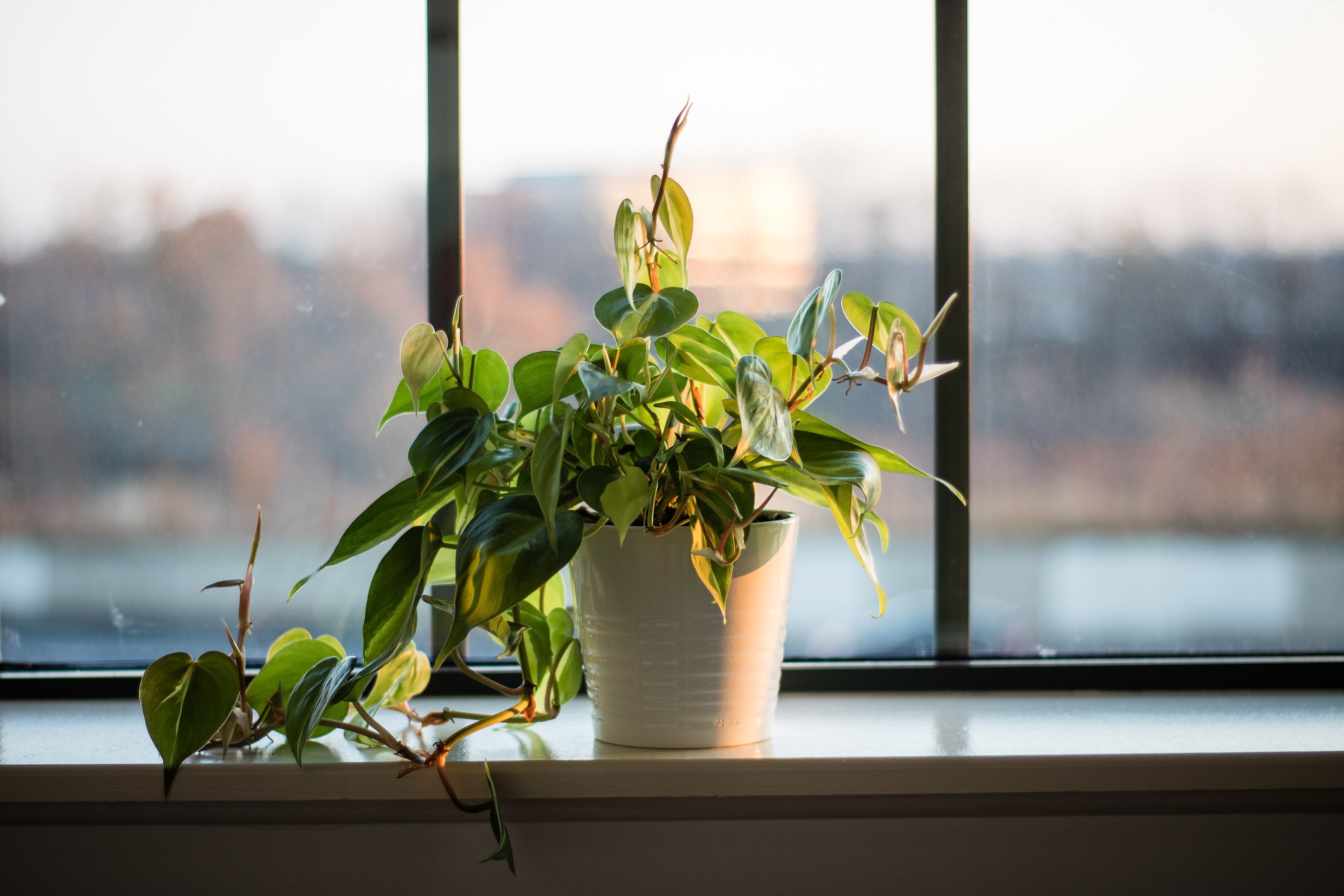 Fensterbänke neu gedacht