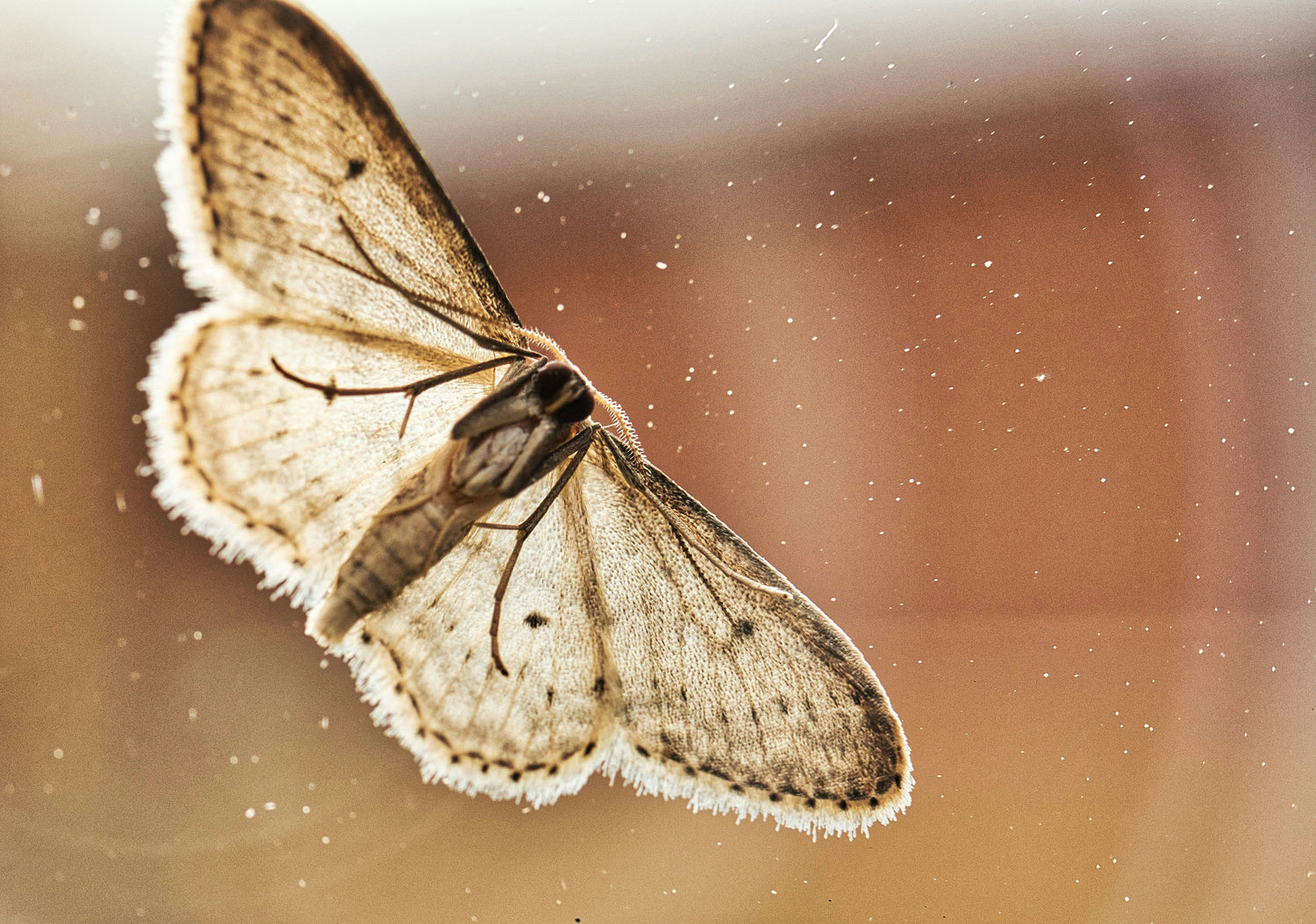 Fragen Sie sich, wie Sie Ihre Räume vor Insekten schützen können? Mit Fensterfolien kein Problem!