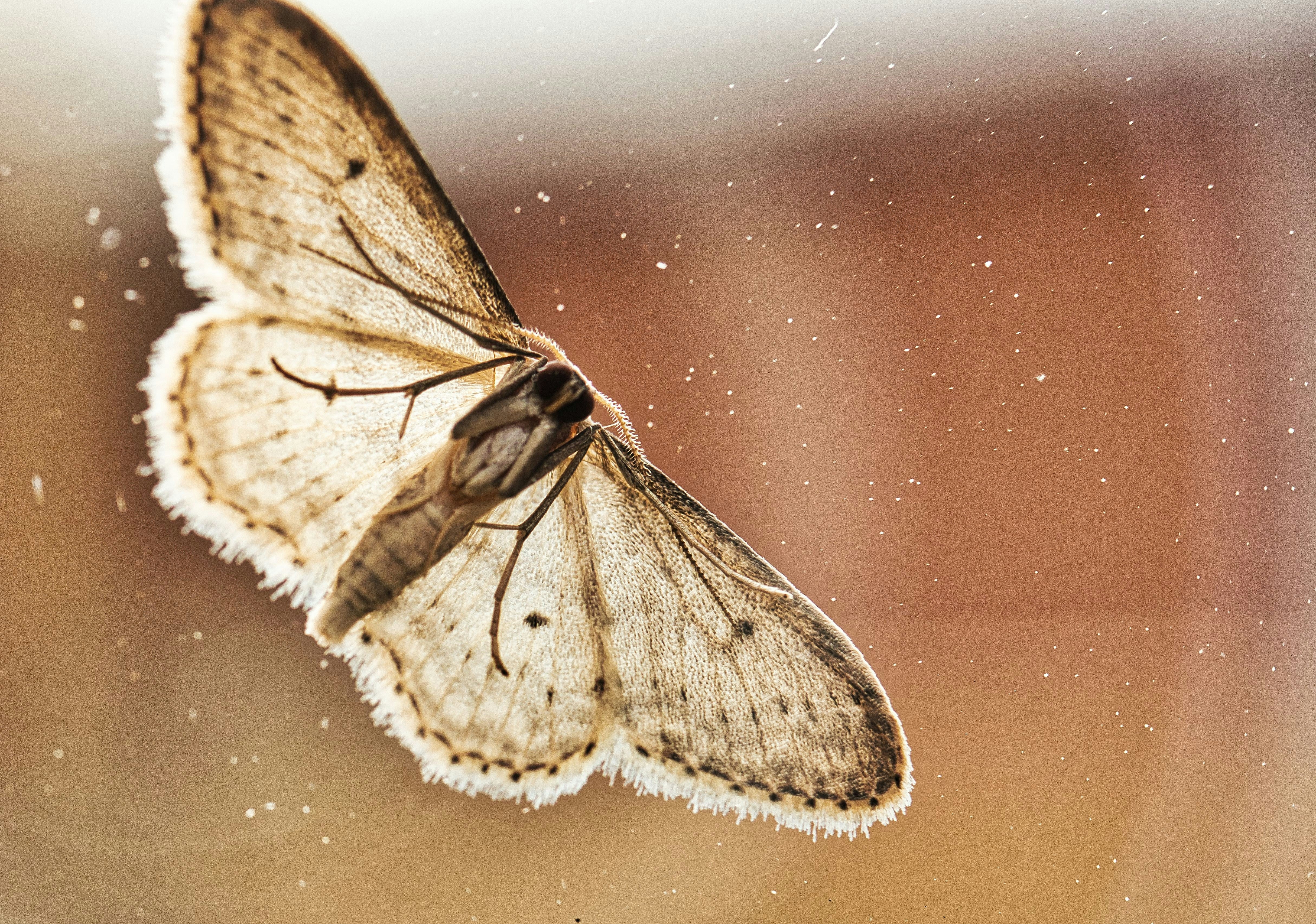 Fragen Sie sich, wie Sie Ihre Räume vor Insekten schützen können? Mit Fensterfolien kein Problem!