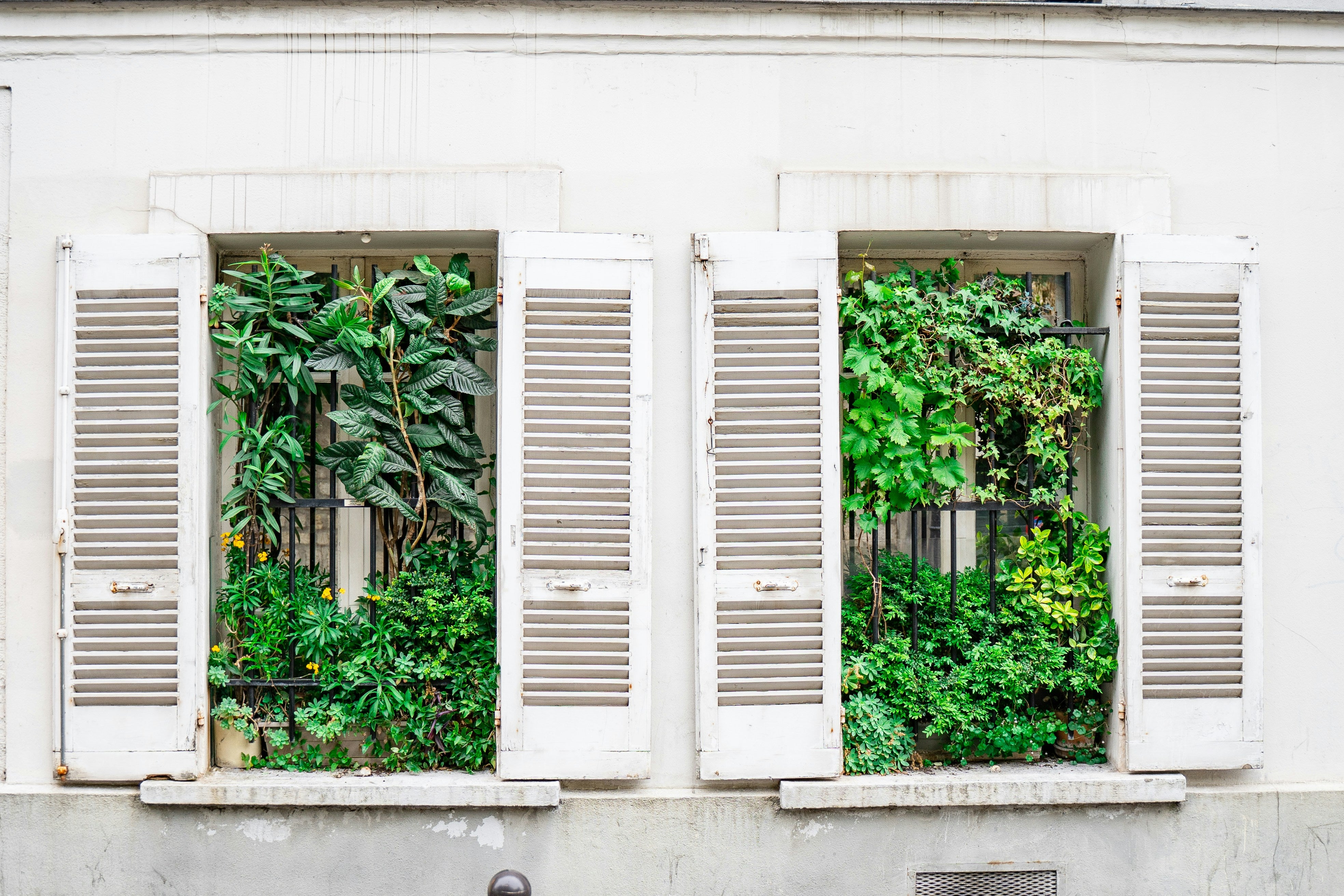 Fenstergestaltung: Bringen Sie Frische ins Haus mit grünen Akzenten