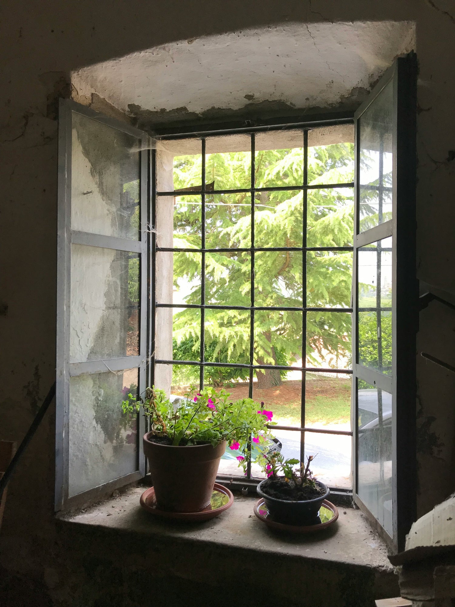 Fensterfolien für ein grünes Zuhause: Optimieren Sie das Licht für Ihre Pflanzen